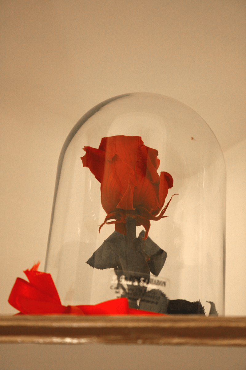 gall-00-particolare-rosa-02-sk